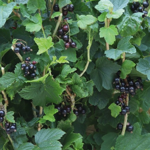 Ribes nigrum 'Summer Pearls® Black' - Must sõstar 'Summer Pearls® Black' P11/0,75L